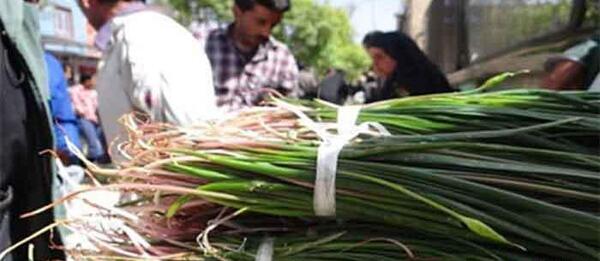 عکس گیاه بن سور
