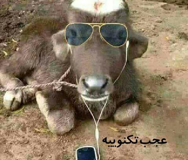 عکس خر شرک با عینک