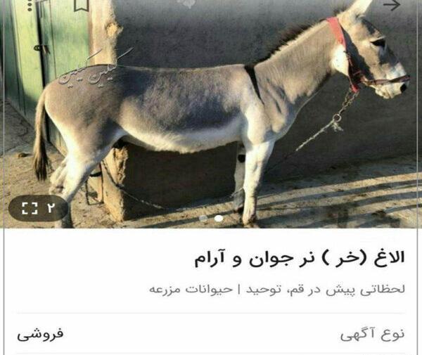 عکس بازیگر آن شرلی