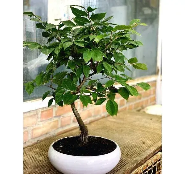عکس انواع بن سای