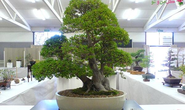 عکس انواع بن سای