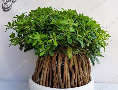 عکس انواع بن سای