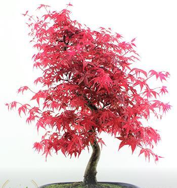 عکس انواع بن سای