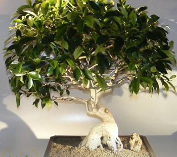 عکس انواع بن سای