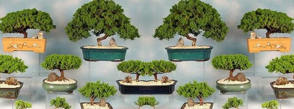 عکس انواع بن سای