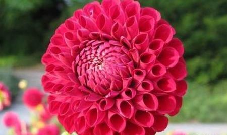 عکس گل برای عید فطر