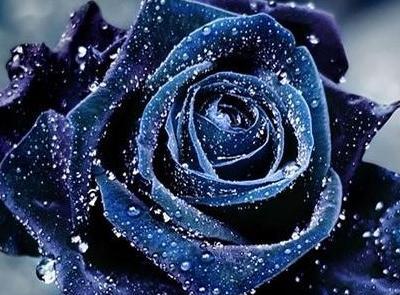 عکس گل برای عید فطر