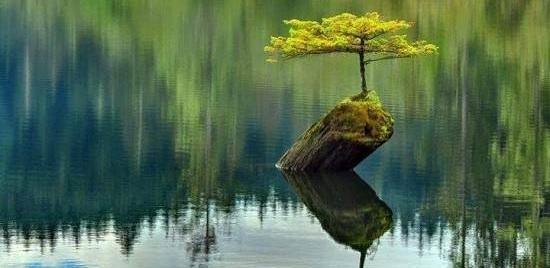 عکس سبزه زار طبیعت
