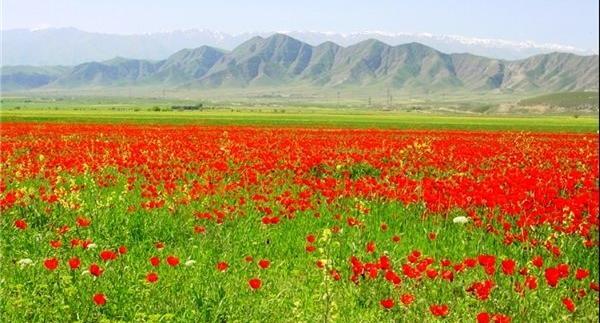 عکس سبزه زار طبیعت