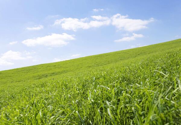 عکس سبزه زار طبیعت
