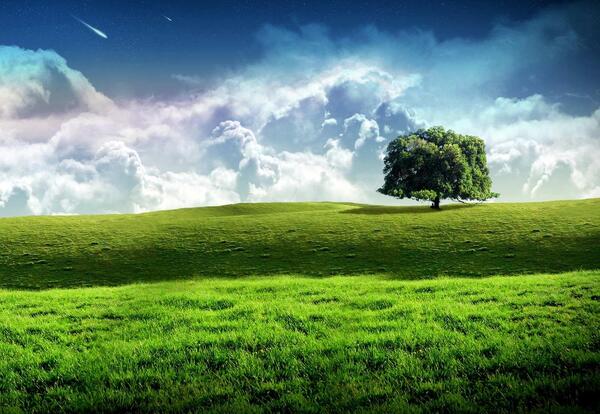 عکس سبزه زار طبیعت