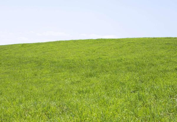 عکس سبزه زار طبیعت
