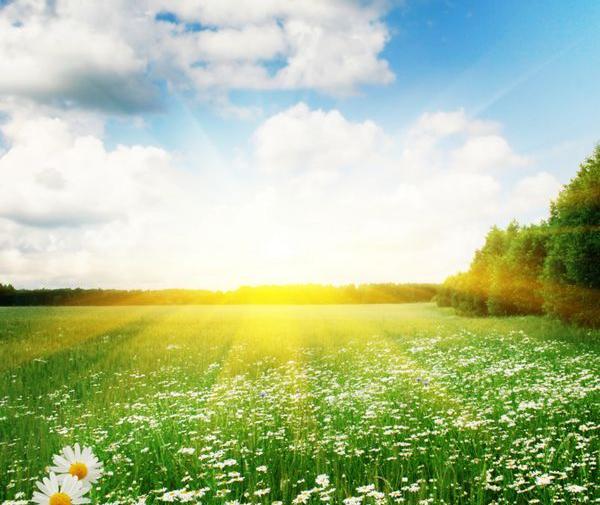 عکس سبزه زار طبیعت