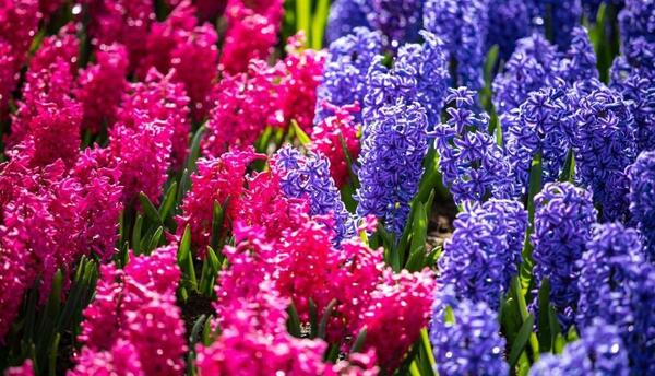 عکس سبزه و گل زیبا