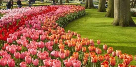 عکس سبزه و گل زیبا