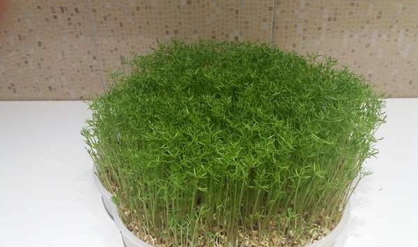 عکس سبزه ارزن