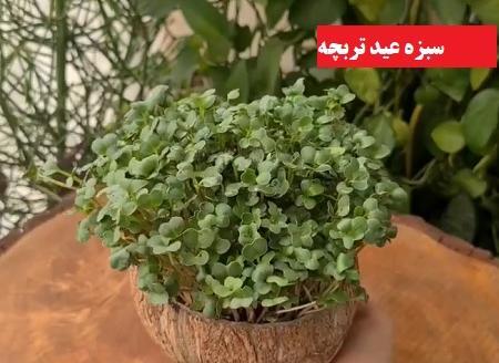 عکس سبزه ارزن