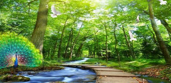 عکس سفره ارایی و تزیین غذا