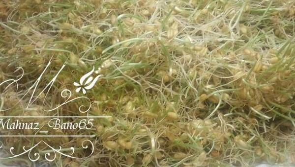 عکس سبزه سمنو