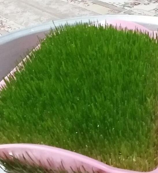 عکس سبزه سمنو