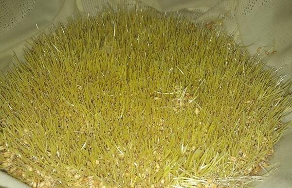 عکس سبزه سمنو