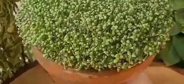 عکس سبزه ریحون