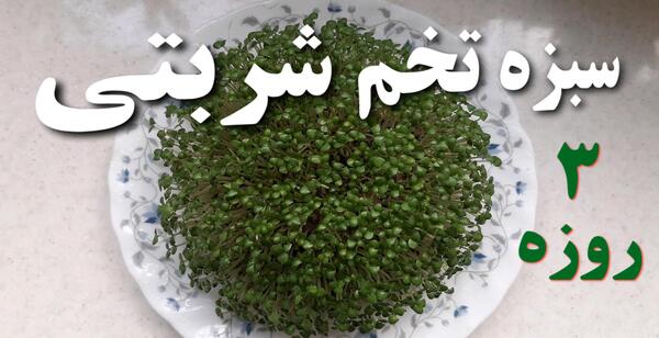 عکس سبزه ریحون