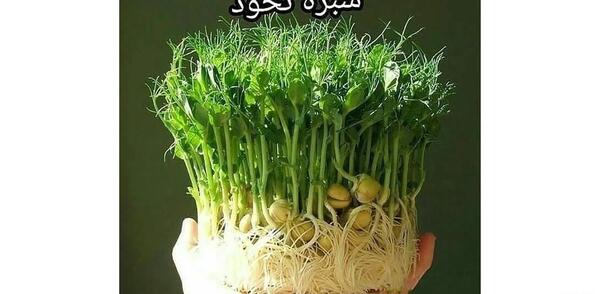 عکس سبزه ی نخود