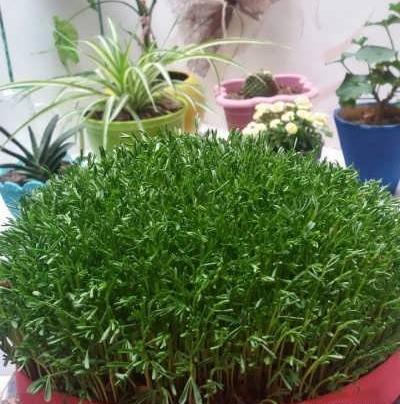 عکس سبزه ی نخود