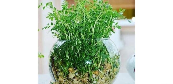 عکس سبزه ی نخود