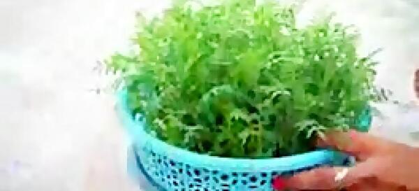 عکس سبزه ی نخود