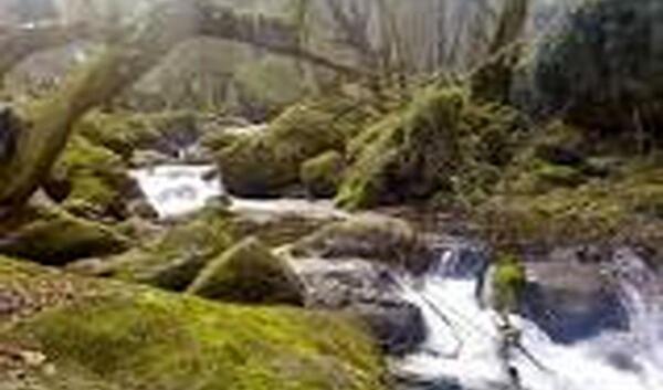 عکس سبزه در آب