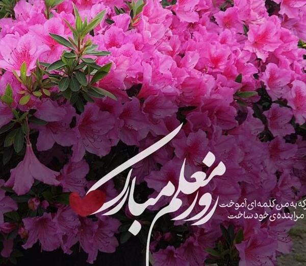 عکس تبریک روز مرد به معلم