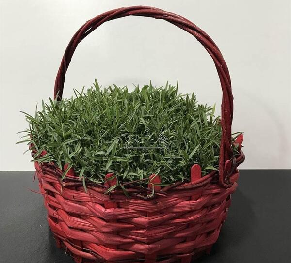 عکس سبزه ماش