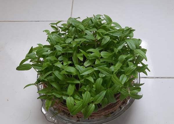 عکس سبزه ماش