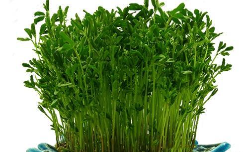 عکس سبزه ماش