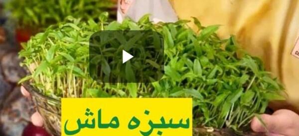 عکس سبزه ماش