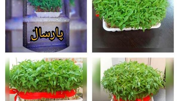 عکس سبزه ماش