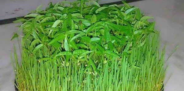 عکس سبزه ماش