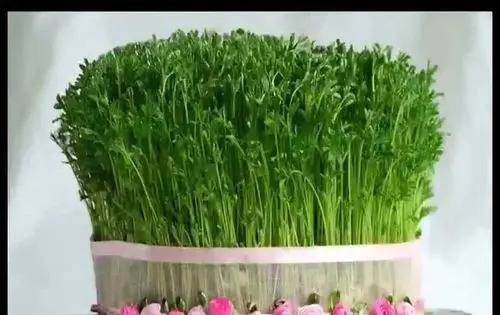 عکس سبزه ماش