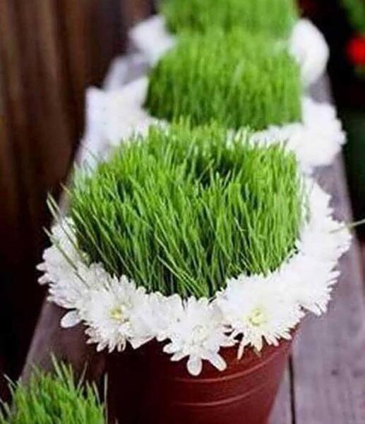 عکس سبزه شیک