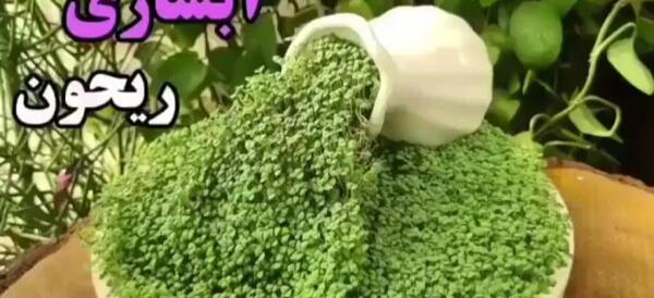 عکس سبزه شیک