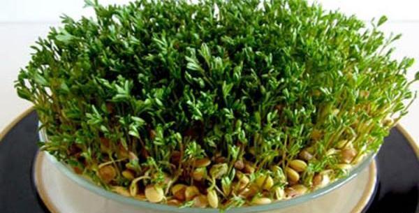 عکس سبزه کتان