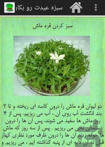 عکس سبزه قره ماش