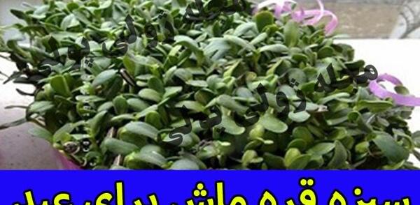 عکس سبزه قره ماش