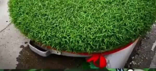 عکس سبزه قره ماش