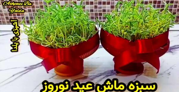 عکس سبزه ماش سبز