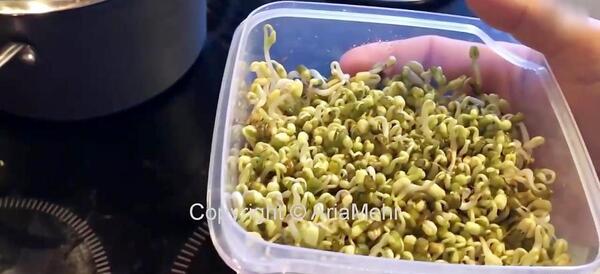 عکس سبزه ماش سبز
