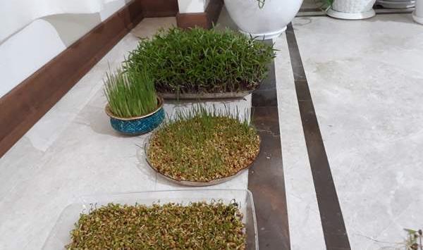 عکس سبزه نی نی سایت