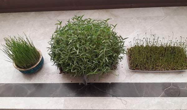 عکس سبزه نی نی سایت